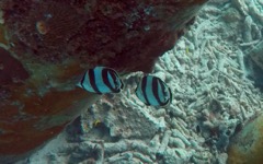 Banded Butterflyfish (3